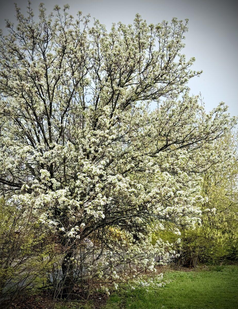 Gail Baxter Cohen - Flowers in Bloom