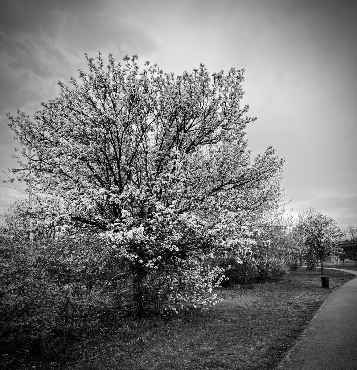 Gail Baxter Cohen - Flowers in Bloom