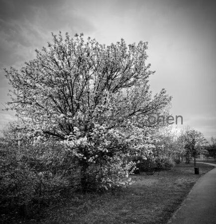 Gail Baxter Cohen - Flowers in Bloom
